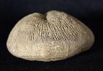 Cyclolites sp. (LAMARCK 1801) - Bild © FossNet FossilienStore